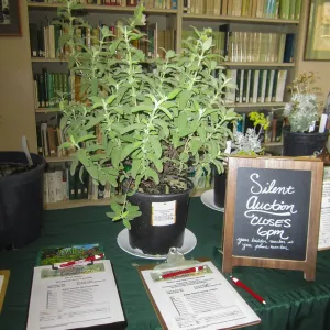 2017 Fall Plant Sale Preview Party, silent auction