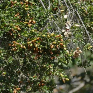 Coast live oak acorns on tree