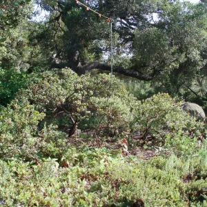 Story Poles, Manzanita Section, Vital Mission Plan