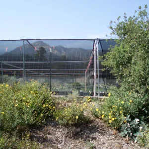 Story Poles, Garden Growers Canyard, Vital Mission Plan