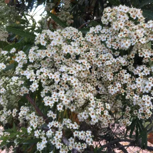 Island Ironwood at Peter Schuyler's garden