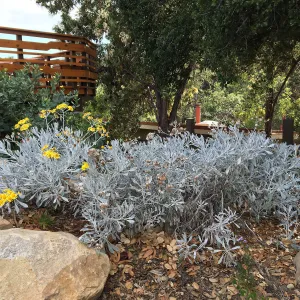 Senecio palmeri at Peter Schuyler's garden