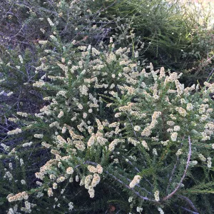 Prostrate Adenostoma fascicularis at Peter Schuyler's garden