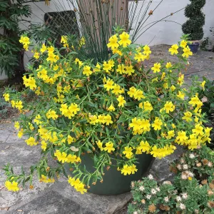 Mimulus â€˜Jelly Bean Yellow' in container on library steps