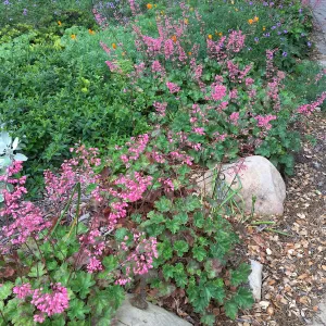 Verbena (Vervain), Heuchera (Coral bells), Eschscholzia (California Poppy) near entrance kisok