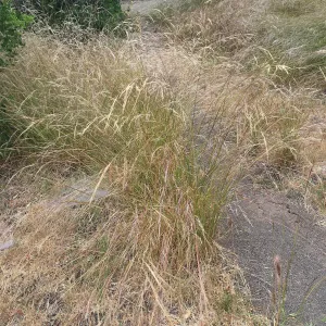 Porter Trail, Nassella lepida