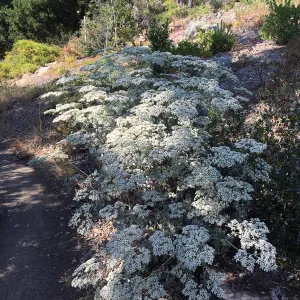 Eirogonum gigantium, Porter Trail