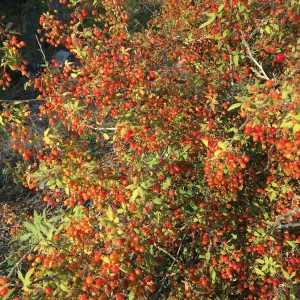 Berberis nevinii in fruit