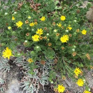 Grindelia â€˜Rays Carpet'
