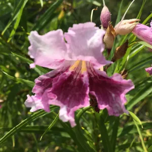 Chilopsis linearis in bloom