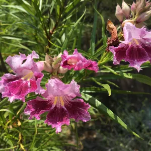 Chilopsis linearis in bloom