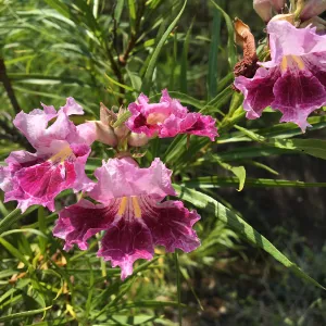 Chilopsis linearis in bloom