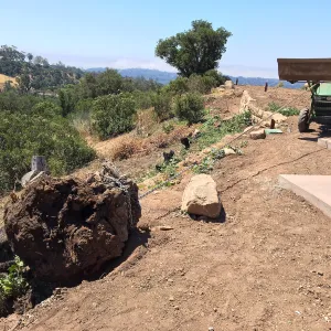Removing olive stump on east side of Pritzlaff Conservation Center