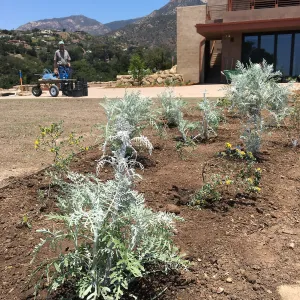Planting the Island View Garden around the new lawn