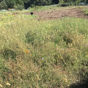 Trial meadow mowing