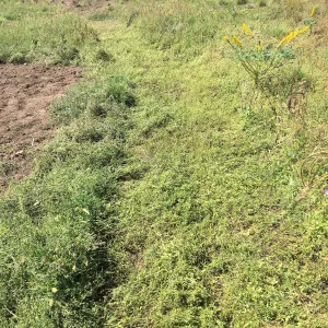 Trial meadow mowing