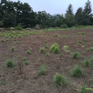 State of the Meadow during Bouteloua establishment