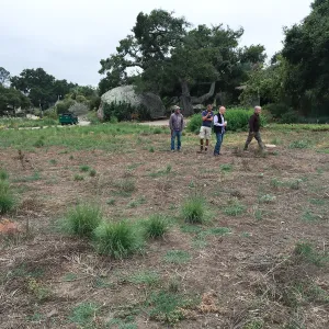 State of the Meadow during Bouteloua establishment