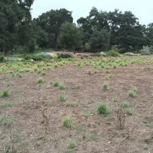 State of the Meadow during Bouteloua establishment