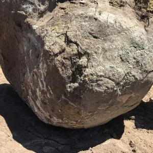 Boulder at Hansen site moved prior to Horticulture Barn construction