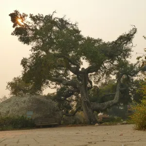Blaksley Boulder and oak (Coastal Live Oak) in smoke from Thomas Fire