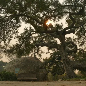 Blaksley Boulder and oak (Coastal Live Oak) in smoke from Thomas Fire