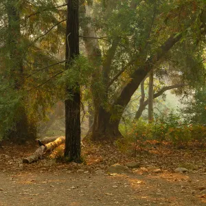 Redwood Section in smoke from Thomas Fire