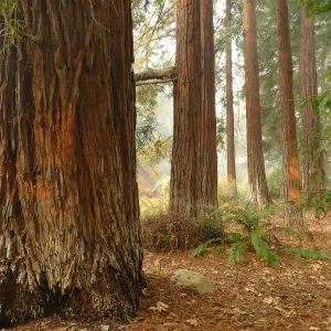 Redwood Section in smoke from Thomas Fire (Coast Redwood)