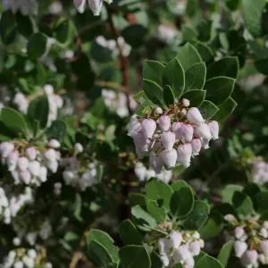 Big Sur Manzanita