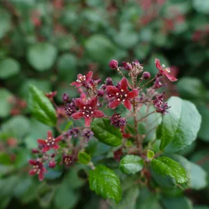 Evergreen currant
