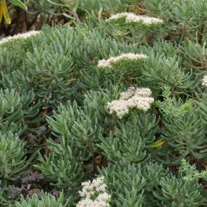 Santa Cruz Island Buckwheat