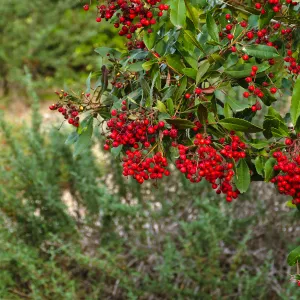 Toyon berries