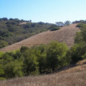Hay Hill, Torrey pine experimental planting