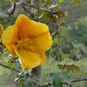 California flannelbush