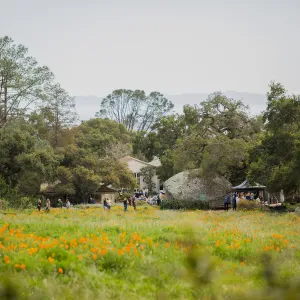 2018 Santa Barbara Beer Garden Event, Meadow