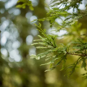 Redwood leaves (Coast Redwood)