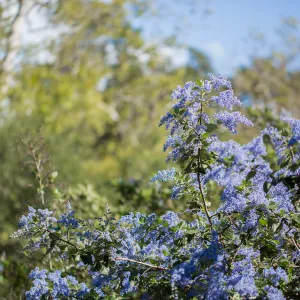 Ceanothus (California Lilac)