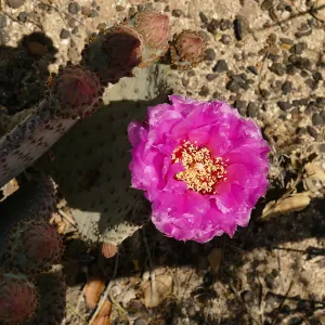 Beavertail Cactus flower