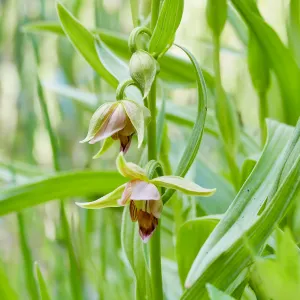 Stream Orchid in Arroyo Section
