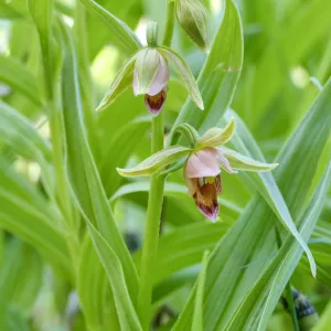 Stream Orchid in Arroyo Section