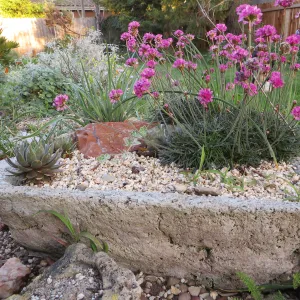 Armeria maritima in tufa trough at Betsy Collins garden