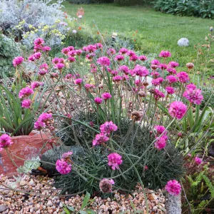 Armeria maritima in tufa trough at Betsy Collins garden