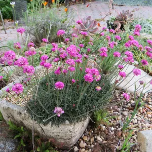 Armeria maritima in tufa trough at Betsy Collins garden