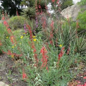 Penstemon centranthifolius in the Desert Section