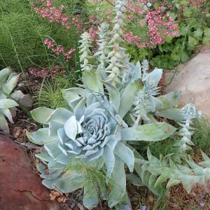 Dudleya brittonii at the bottom of the Groundcover display