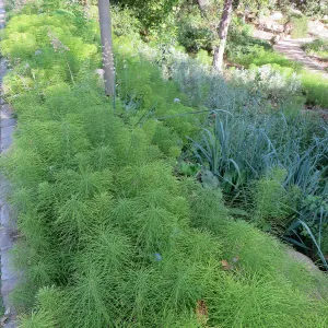 Equisetum telmateia, Leymus â€˜Canyon Prince' at Garden entrance