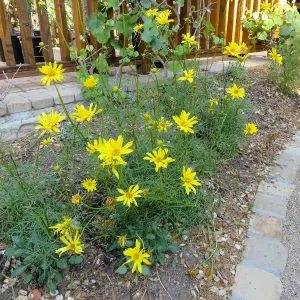Water Wise Home Garden. Leptosyne maritima