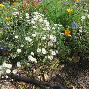 Eriogeron divergens at the Water Wise Home Garden