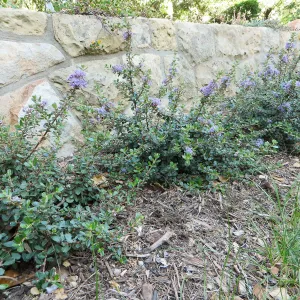 Water Wise Home Garden. Ceanothus Valley Violet