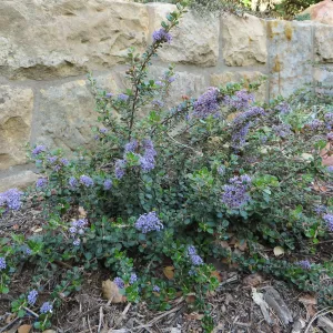 Water Wise Home Garden. Ceanothus Valley Violet